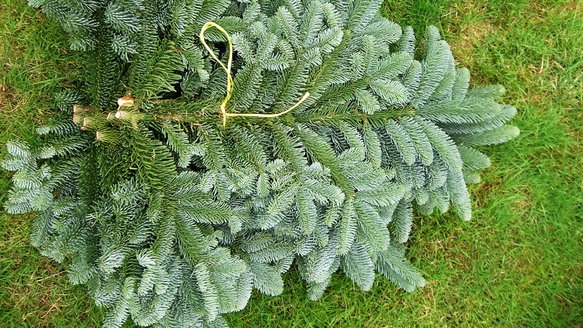 /Files/Images/1500 - pyntegrønt PICT0055.jpg