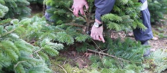 Stumpfbeschneidung von Weihnachtsbäumen