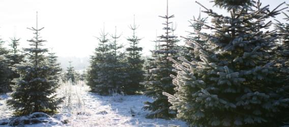 Frost und Frostschäden in Weihnachtsbäumen