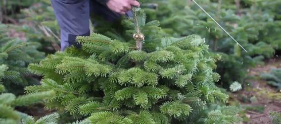 Form- und Korrekturschnitt von Weihnachtsbäumen