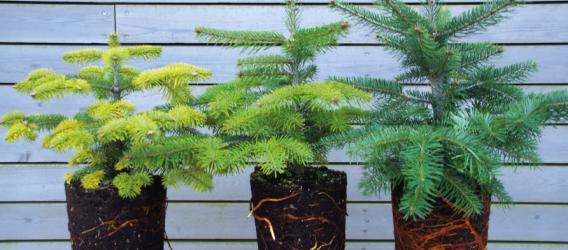 pH-Werte und Mangelsymptome