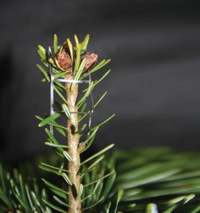 Knopbeskytter gitter 1000 stk