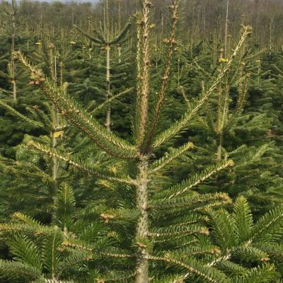 Topring metal til juletræer, 50 stk/ks