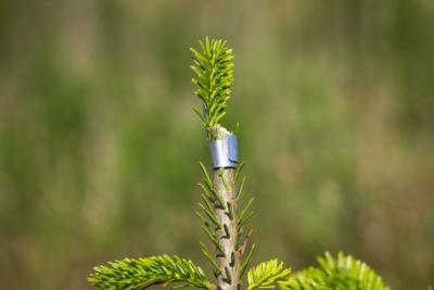 Knopretter model skøjtenøgle 100 stk./ps.