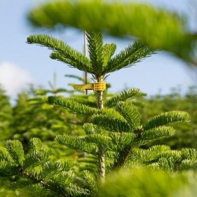 Fuglepind med klemme, 1000 stk/kart., gul, m/40 cm træpind
