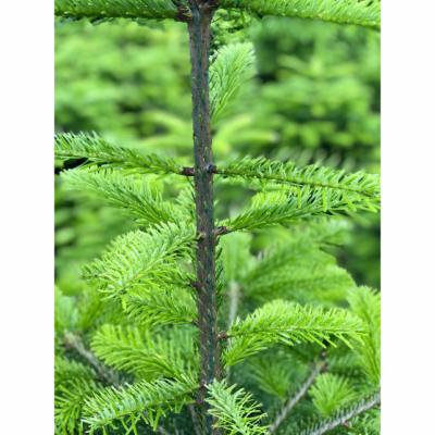 Easy Roller, rød farvetoner, 500 ml