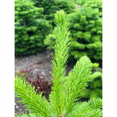 Easy Roller, rød farvetoner, 500 ml