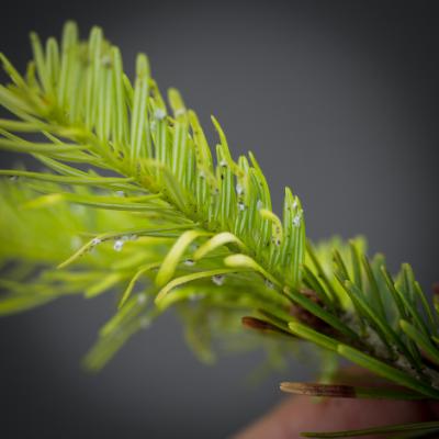 Lup, 10 x forstørrelse