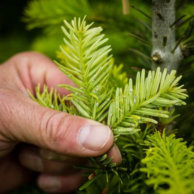 Lup, 10 x forstørrelse