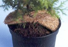 Plantemåtte mod ukrudt, kokos, Ø60 cm, naturlatex på undersi