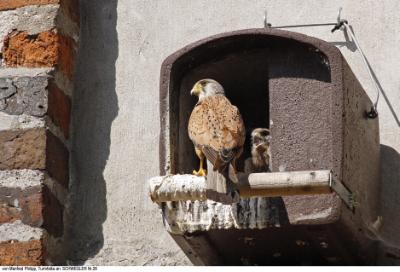 Schwegler, tårnfalkekasse, nr.  28, træbeton,indg.hul: 170