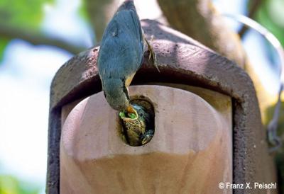 Schwegler, 2GR, træbeton, mejesekasse, ovalt indg.hul: 30 x