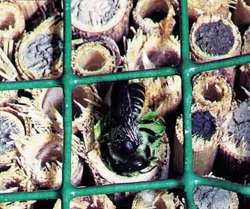 Schwegler, insekthus, træbeton, 29 x 20,5 x 22,5 cm