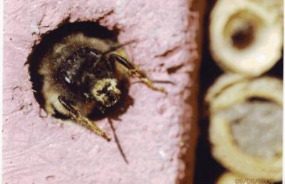 Schwegler, insekthus, træbeton, 29 x 20,5 x 22,5 cm