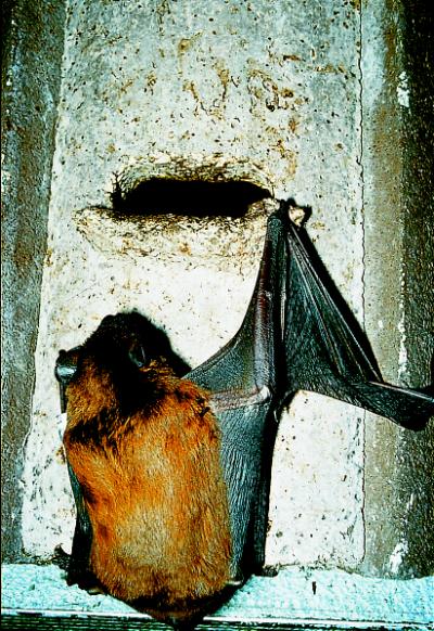 Schwegler, flagermuskasse, 2F universal, træbeton