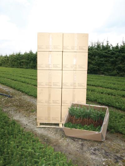 Plante-transportkasse, 80x60x40 cm, palle à 120 stk.