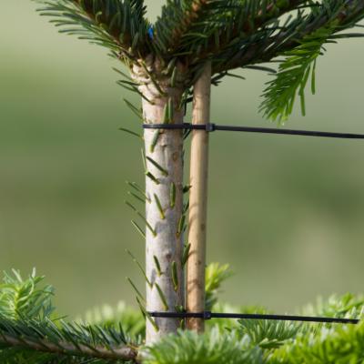 Bambus, 60 cm, Ø8-10 mm (målt i den tykke ende), 500 stk/pak