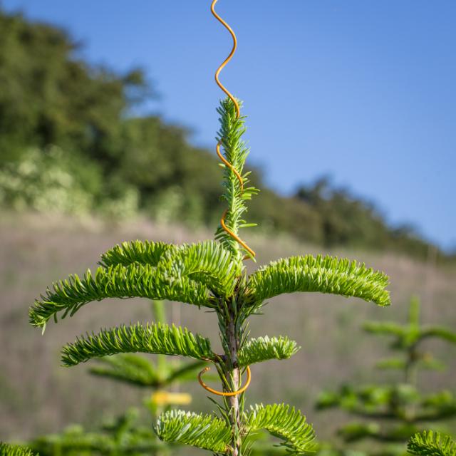 Topspiral, plastbelagt m/ring 100 stk./bundt