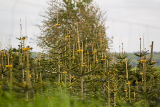 Fuglepind med klemme, 1000 stk/kart., gul, m/40 cm træpind