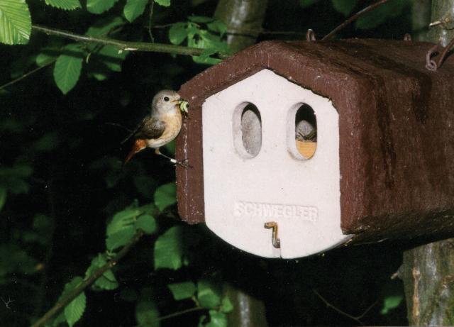 Schwegler, fuglekasse, 1N, træbeton, ovalt indg.hul: 30 x 50