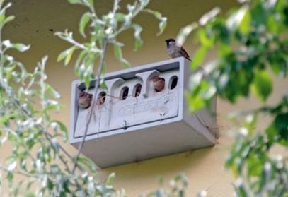 Schwegler, fuglekasse, 1SP, spurve-kolonihus, træbeton, 43x2