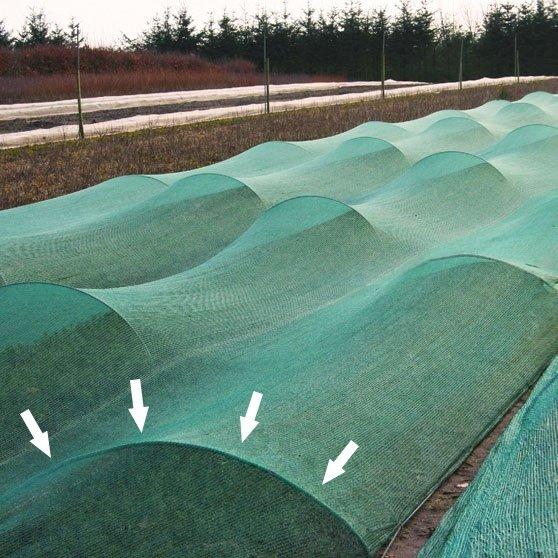 Tunnelbue, Hovednummer