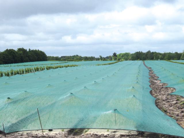 Schattiernetze und Tunnelbögen