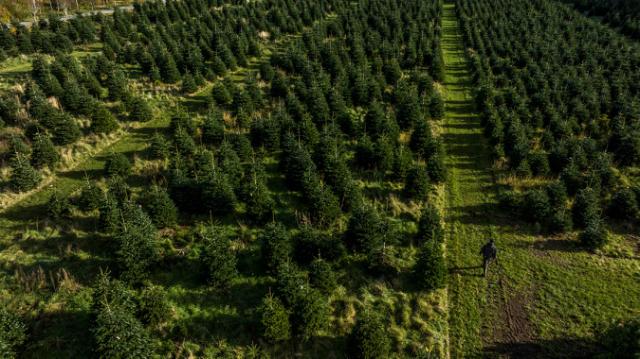 Korrektur und Formschnitt